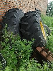 1075 大胎