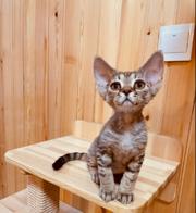 德文卷毛猫市场价多少 德文真的不掉毛吗 图片价格