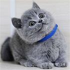 浙江温州纯种英短蓝猫到手价格