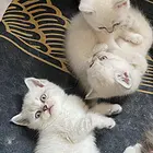宠物猫出售