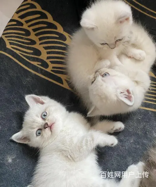 宠物猫出售的图片