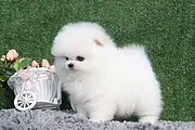 纯种哈多利俊介博美 包纯种保健康 可签约保障售后