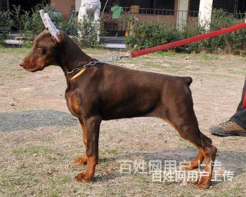 阿拉善正规比熊基地正规养殖比熊的图片