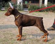 通化买杜宾一只需要多少钱