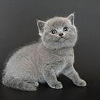 大理蓝猫基地◆卖蓝猫的地方