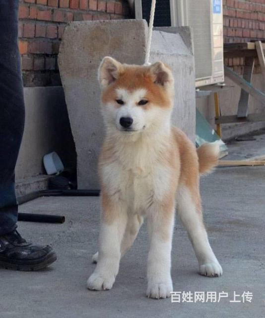 精品日系血统cku认证秋田犬赛级秋田犬舍