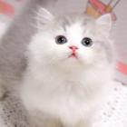 哪里有卖拿破仑的多少钱 矮脚猫长毛猫包纯种健康