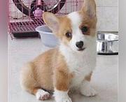 唐山柯基价格_柯基多少钱柯基图片_纯种柯基幼犬