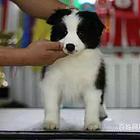 商丘哪里卖卡斯罗狗狗【卡斯罗犬舍】地址