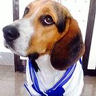 曲靖卖比格犬的狗场，小比格犬多少钱一只
