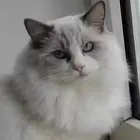 衡阳本地哪里卖布偶猫，布偶猫多少钱一只！