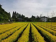 茶苗施肥 自产自销 小戴白茶