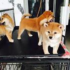 通辽【*推荐】柴犬犬舍‖柴犬养殖场