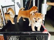通辽【*推荐】柴犬犬舍‖柴犬养殖场
