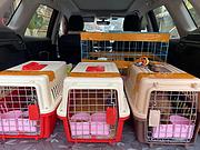 上蔡宠物托运（猫狗）活体运输邮寄高效率2023/今日/上蔡