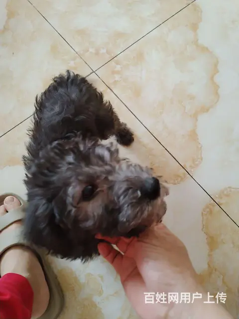 出售贝林顿幼犬的图片