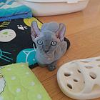特价出售斯芬克斯猫 无毛猫