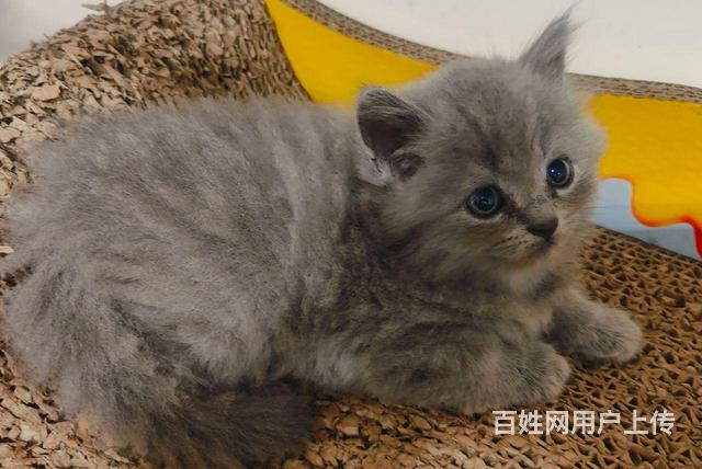纯种蓝猫出售的图片