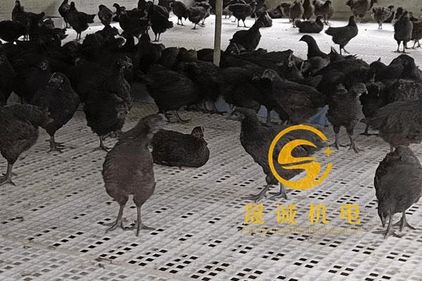 鸡漏粪板4
