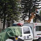 狗狗游泳娱乐，训练狗狗的基地学校