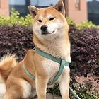 日照 柴犬犬舍‖柴犬基地‖出售柴犬