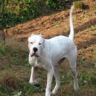 出售纯种杜高犬 大头大骨架 野猪的克星 疫苗齐全