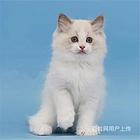 河北秦皇岛蓝双布偶幼猫价格