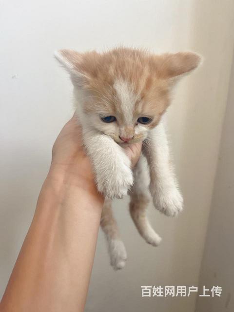 免费送小猫咪，喜欢猫咪的来，有爱心对猫猫好的图片