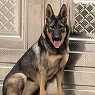 转让十个多月母昆明犬