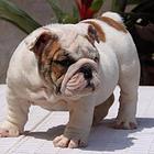 盐城哪里出售自家繁殖的斗牛犬斗牛犬哪里卖？斗牛图片