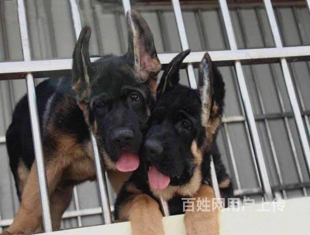 纯种德国牧羊犬弓背德牧黑背德牧东德西德健康质保