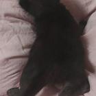 租房0元养小猫一只