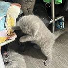 纯种蓝猫
