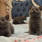新乡靠谱的卖蓝猫的商家 蓝猫一只价位