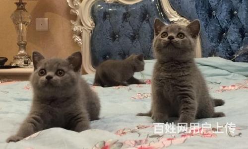 随州蓝猫养殖户◆蓝猫多少钱一个的图片