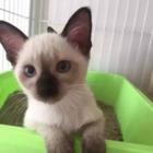 泉州暹罗猫猫舍位置 本地暹罗猫猫舍地址在哪儿