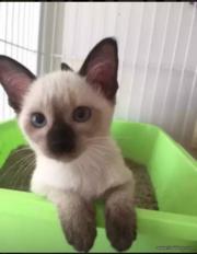 楚雄暹罗猫猫舍位置 本地暹罗猫猫舍地址在哪儿