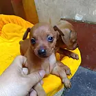 滨州哪里可以买到小鹿犬，小鹿犬买一只要多少钱