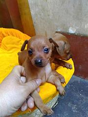 盐城本地小鹿犬犬舍，本地小鹿犬在哪里