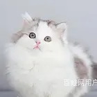 河南三门峡纯种曼基康矮脚猫猫舍直销