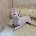 昆明出售纯种加拿大斯芬克斯无毛猫 无毛猫图片