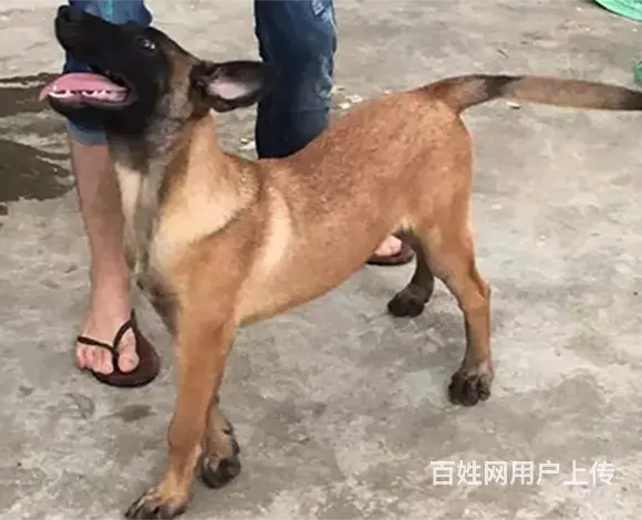 池州卖马犬的犬舍，犬舍马犬一般价位的图片