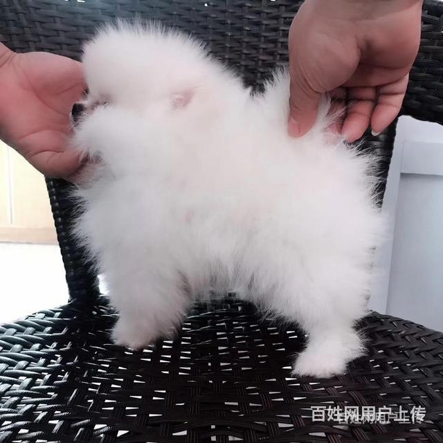 吐鲁番金毛养殖基地金毛什么价位的图片