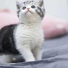 哪里有美国短毛猫卖的 美短加白价格 虎斑多少钱