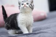哪里有美短虎斑猫出售的 加白和虎斑有什么区别