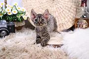 哪里有卷毛猫卖的 双血统卷毛猫多少钱
