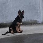 精品德国牧羊犬、黑神、千万等名犬血系、可视频