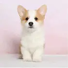 【CKU犬舍】盐城靠谱柯基犬舍  健康纯种保养活