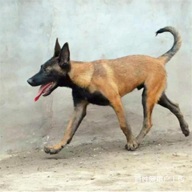 通辽好的马犬哪里有卖，好的马犬如何挑选的图片