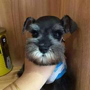 嘉兴哪里买雪纳瑞纯血统◆雪纳瑞幼犬多少钱一只